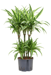 Hydroplant Dracaena Fragrans Lemon Lime