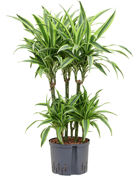 Hydroplant Dracaena