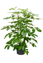 Hydroplant Schefflera Actinophylla Amate