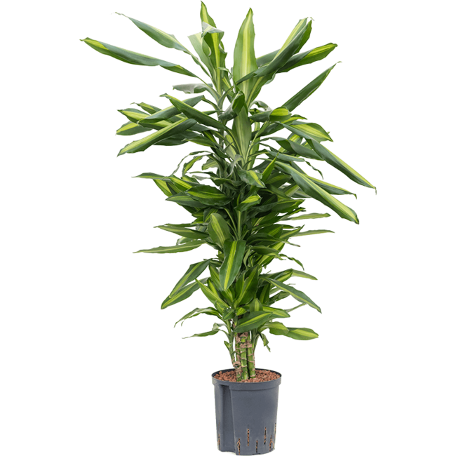 Hydroplant Dracaena Fragrans Cintho