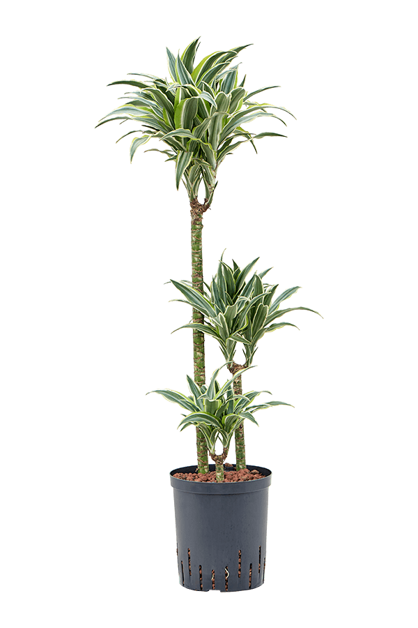 Hydroplant Dracaena Deremensis Surprise