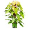 Hydroplant Philodendron Painted Lady