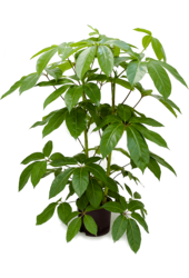 Hydroplant Schefflera Actinophylla Amate