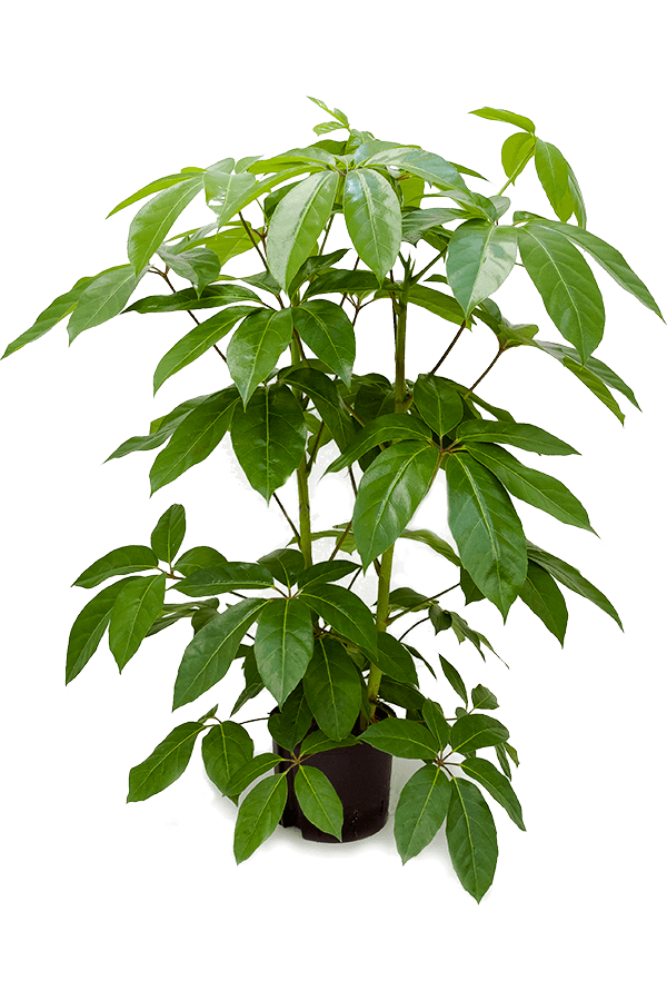 Hydroplant Schefflera Actinophylla Amate