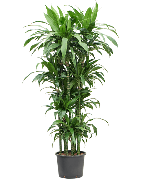 Hydroplant Dracaena