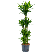 Hydroplant Dracaena