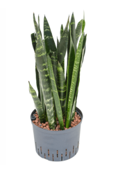 Hydroplant Sansevieria Trifasciata Black Coral