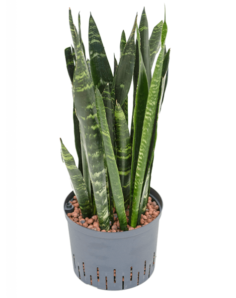 Hydroplant Sansevieria