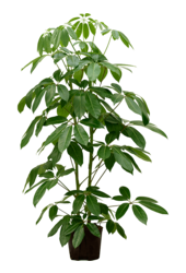 Hydroplant Schefflera Actinophylla Amate