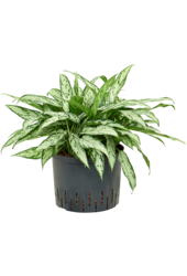 Hydroplant Aglaonema Silver Queen