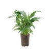Hydroplant Spathiphyllum Hybriden