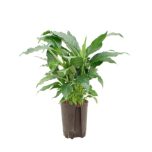 Hydroplant Spathiphyllum