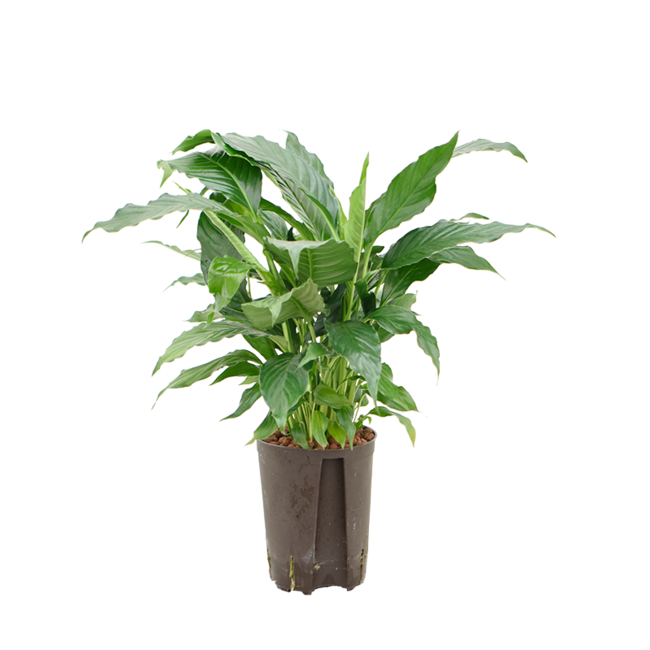 Hydroplant Spathiphyllum Hybriden