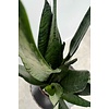 Sansevieria Zeylanica XS