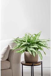 Hydroplant Aglaonema Silver Queen