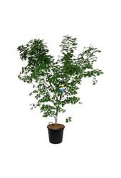 Esdoorn Acer Arctic Jade ®