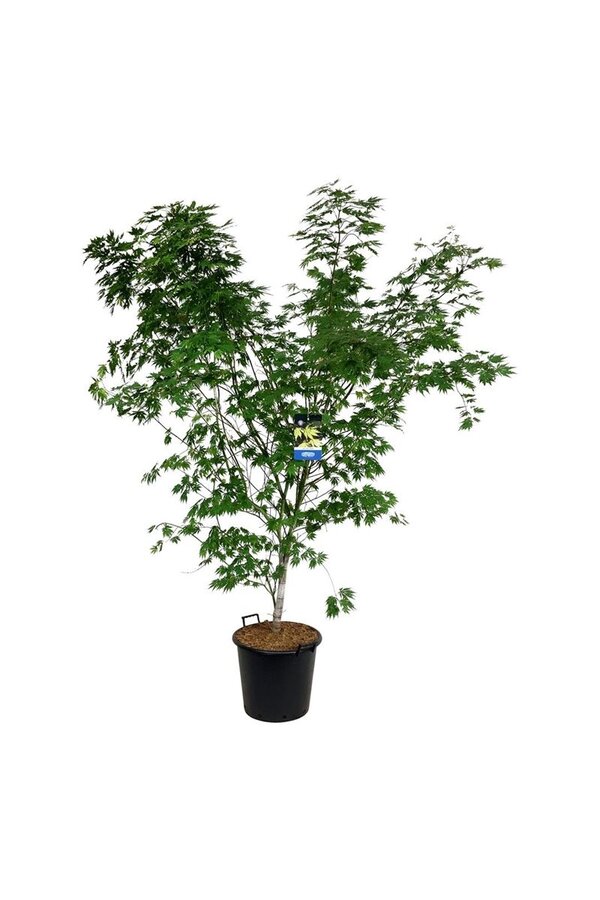 Esdoorn Acer Arctic Jade ®