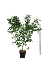 Esdoorn Acer Arctic Jade ®