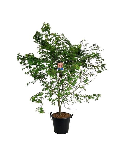 Acer