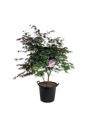Esdoorn Acer Atropurpureum