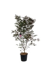 Esdoorn Acer Atropurpureum