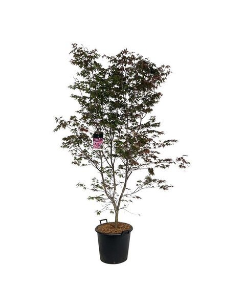 Acer