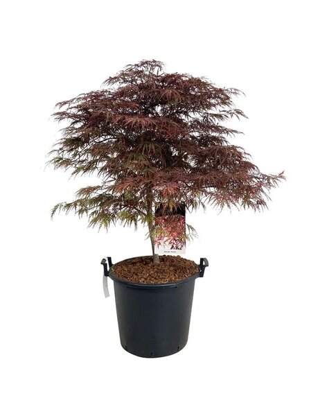 Acer