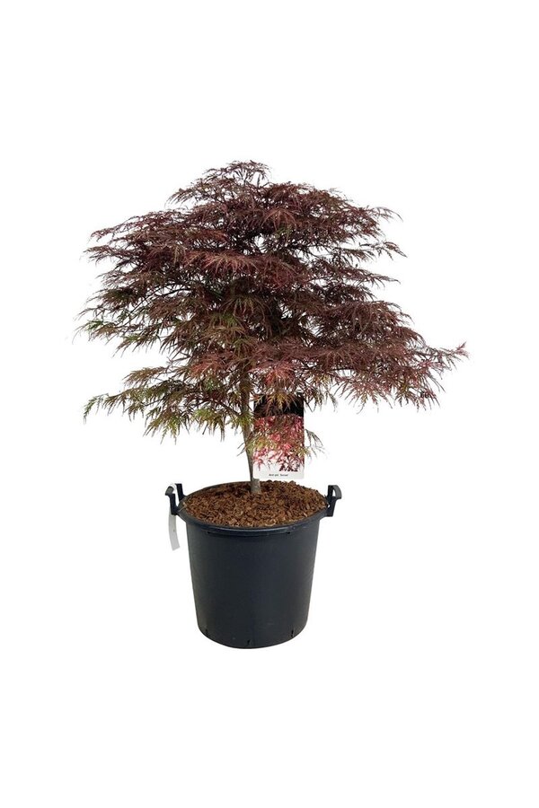 Esdoorn Acer Garnet