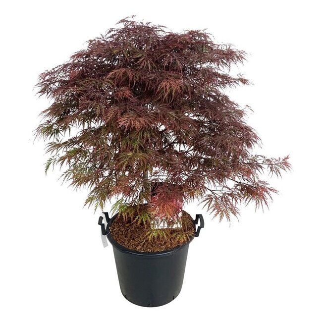 Esdoorn Acer Garnet