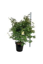 Esdoorn Acer Osakazuki