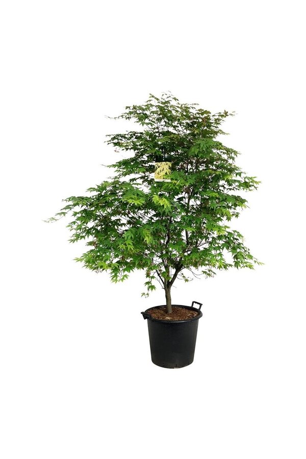 Esdoorn Acer Osakazuki
