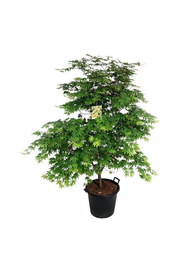 Esdoorn Acer Osakazuki
