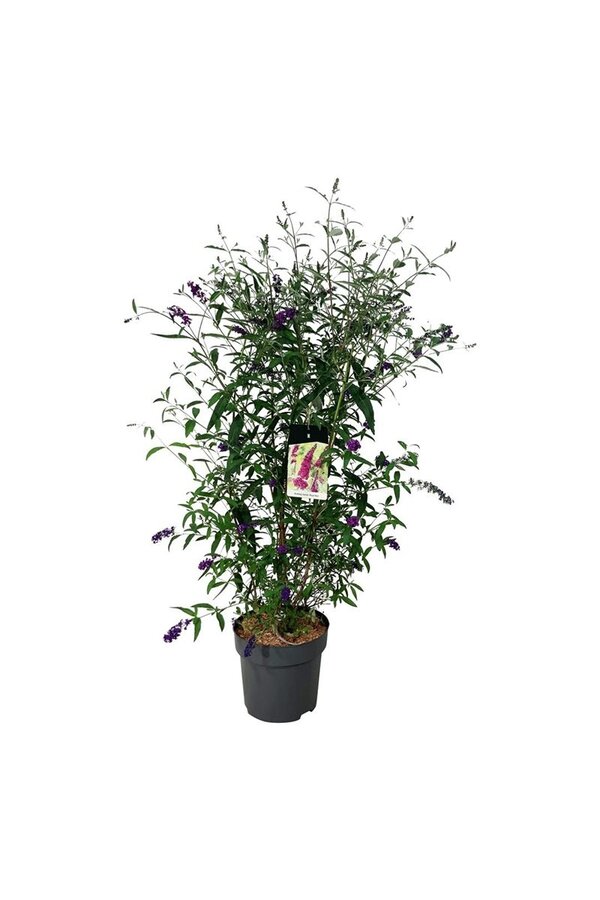 Vlinderstruik Buddleja Royal Red