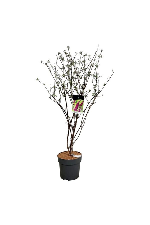 Vlinderstruik Buddleja Royal Red