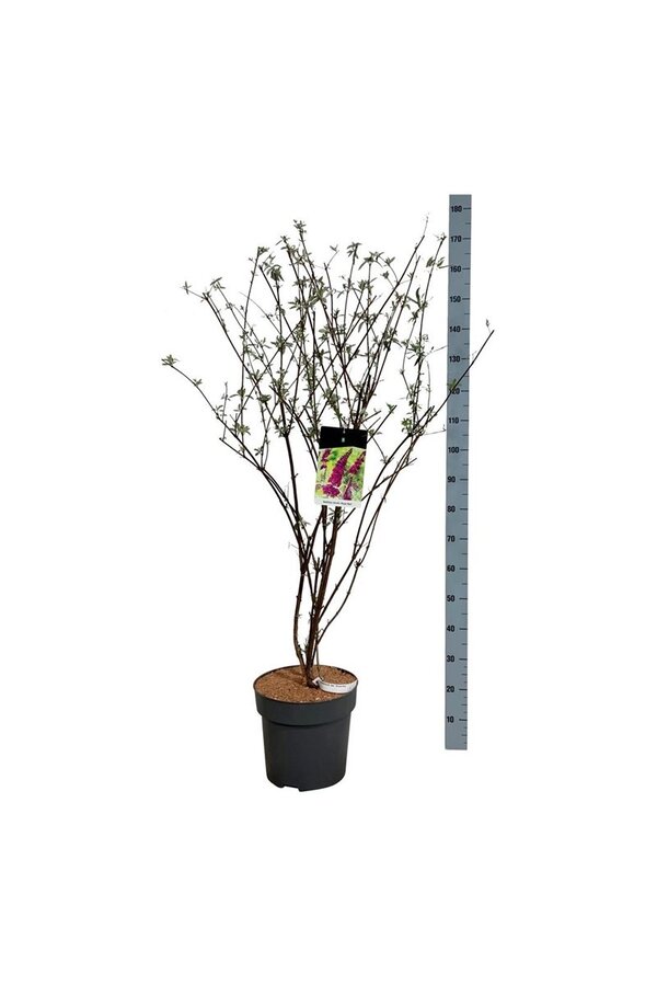 Vlinderstruik Buddleja Royal Red