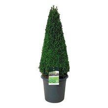 Buxus