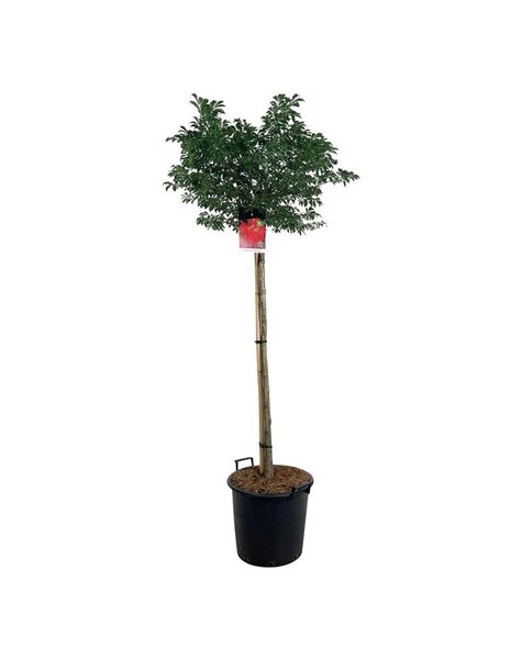 Euonymus