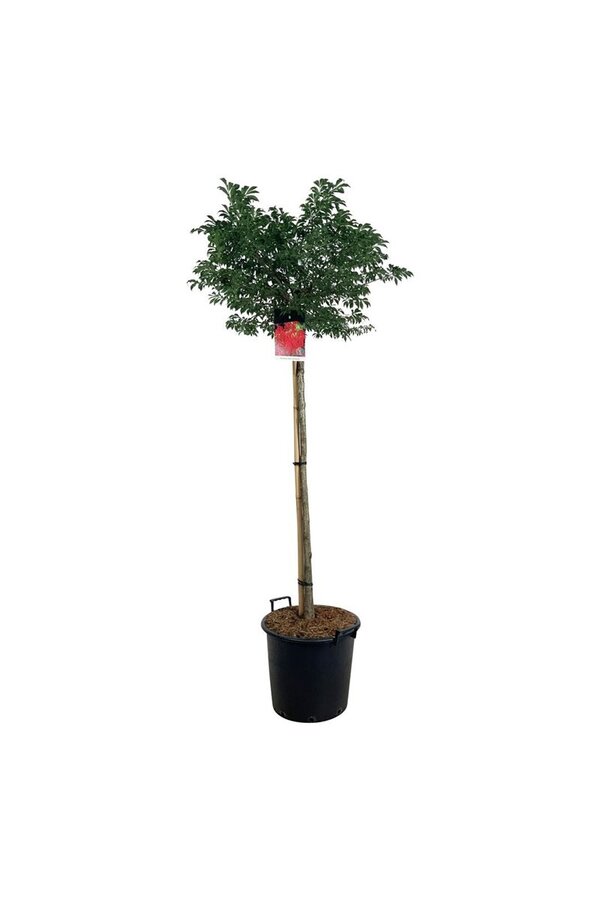 Kardinaalshoed Euonymus alatus Compactus