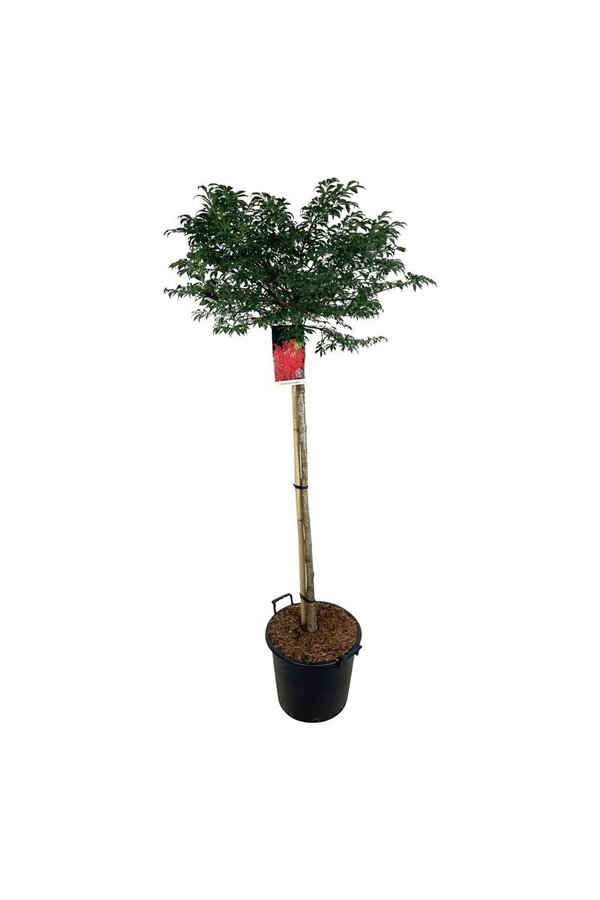 Kardinaalshoed Euonymus alatus Compactus