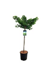 Japanse Notenboom Ginkgo biloba Mariken