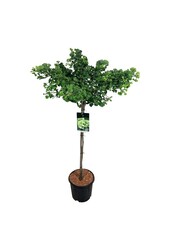 Japanse Notenboom Ginkgo biloba Mariken