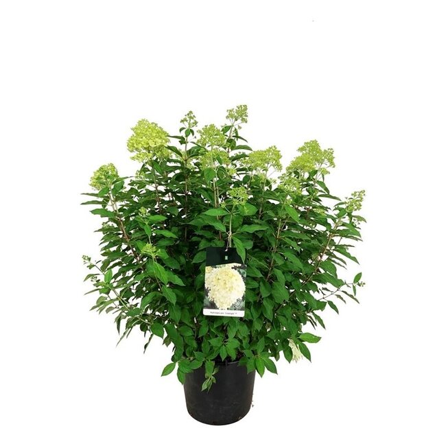 Hortensia Hydrangea Limelight