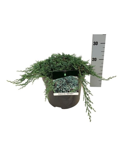 Juniperus