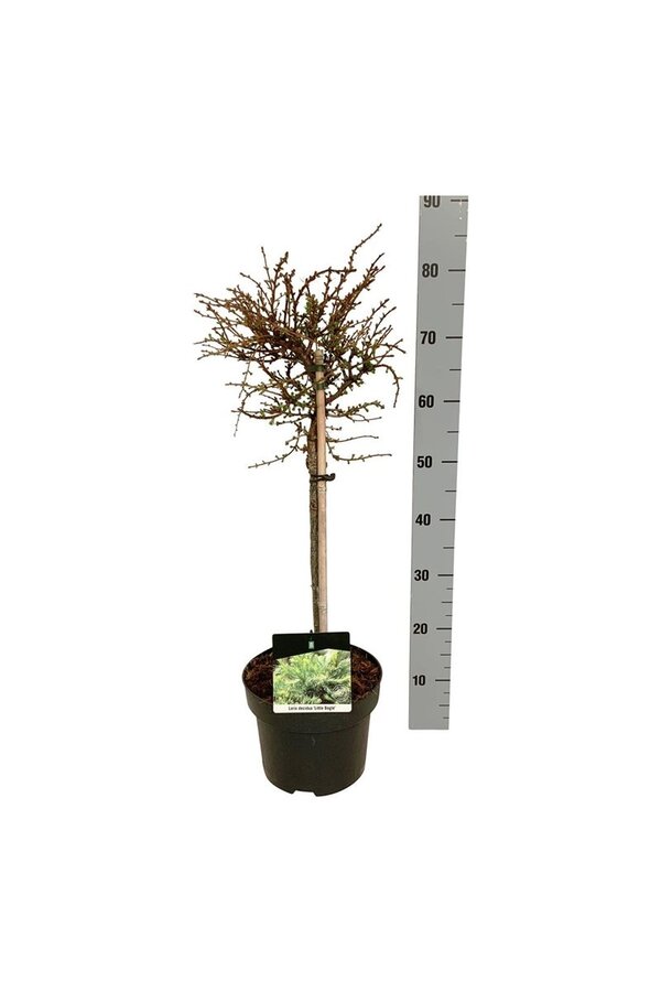 Larix decidua Little Bogle