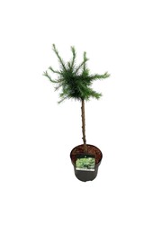 Larix decidua Little Bogle
