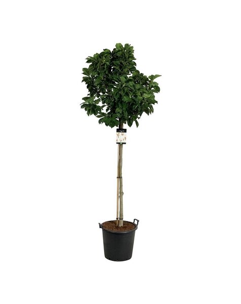 Magnolia