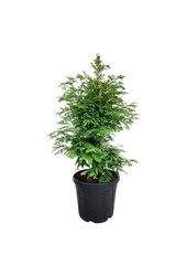 Metasequoia Hamlets Broom
