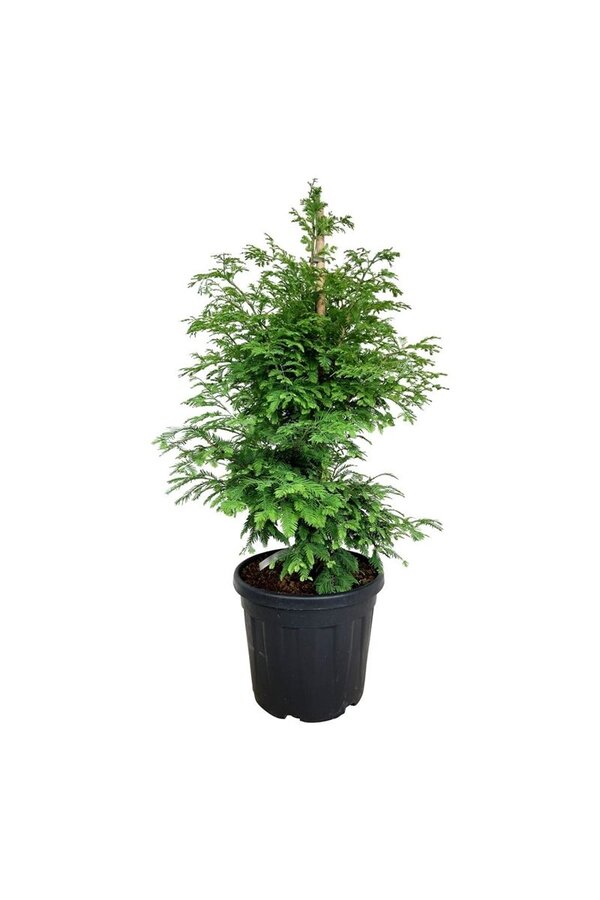 Metasequoia Hamlets Broom