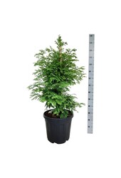 Metasequoia Hamlets Broom