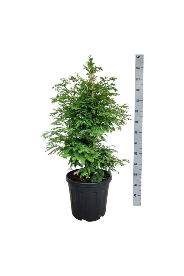 Metasequoia Hamlets Broom